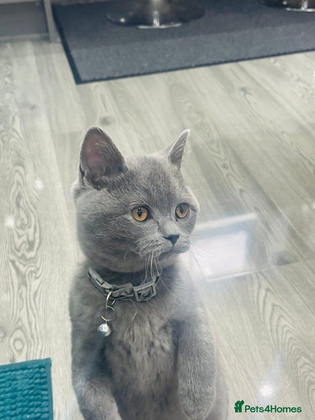 British Shorthair cats for sale: Beautiful Blue Chunky British Shorthair Girl! - Advert 2