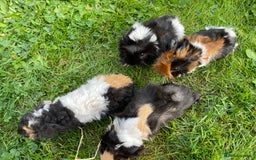 Guinea Pig rodents for sale: 4 baby male guinepigs  - Image 6