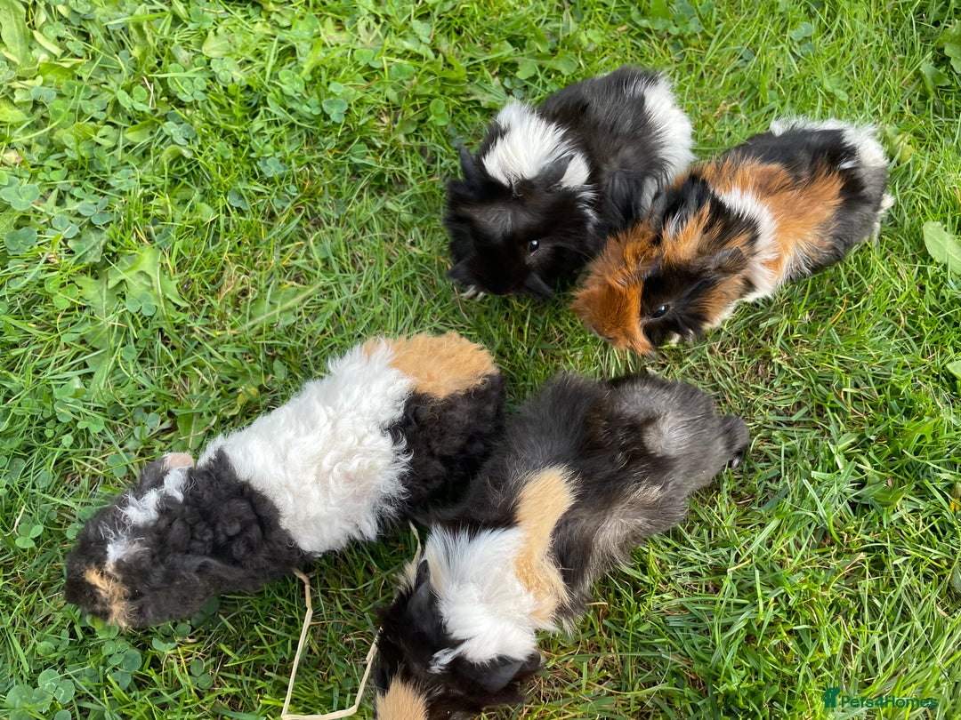 Guinea Pig rodents for sale: 4 baby male guinepigs  - Image 6