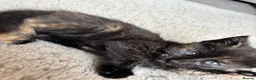 Mixed Breed cats for sale: Kittens Looking for Loving Families - Advert 20