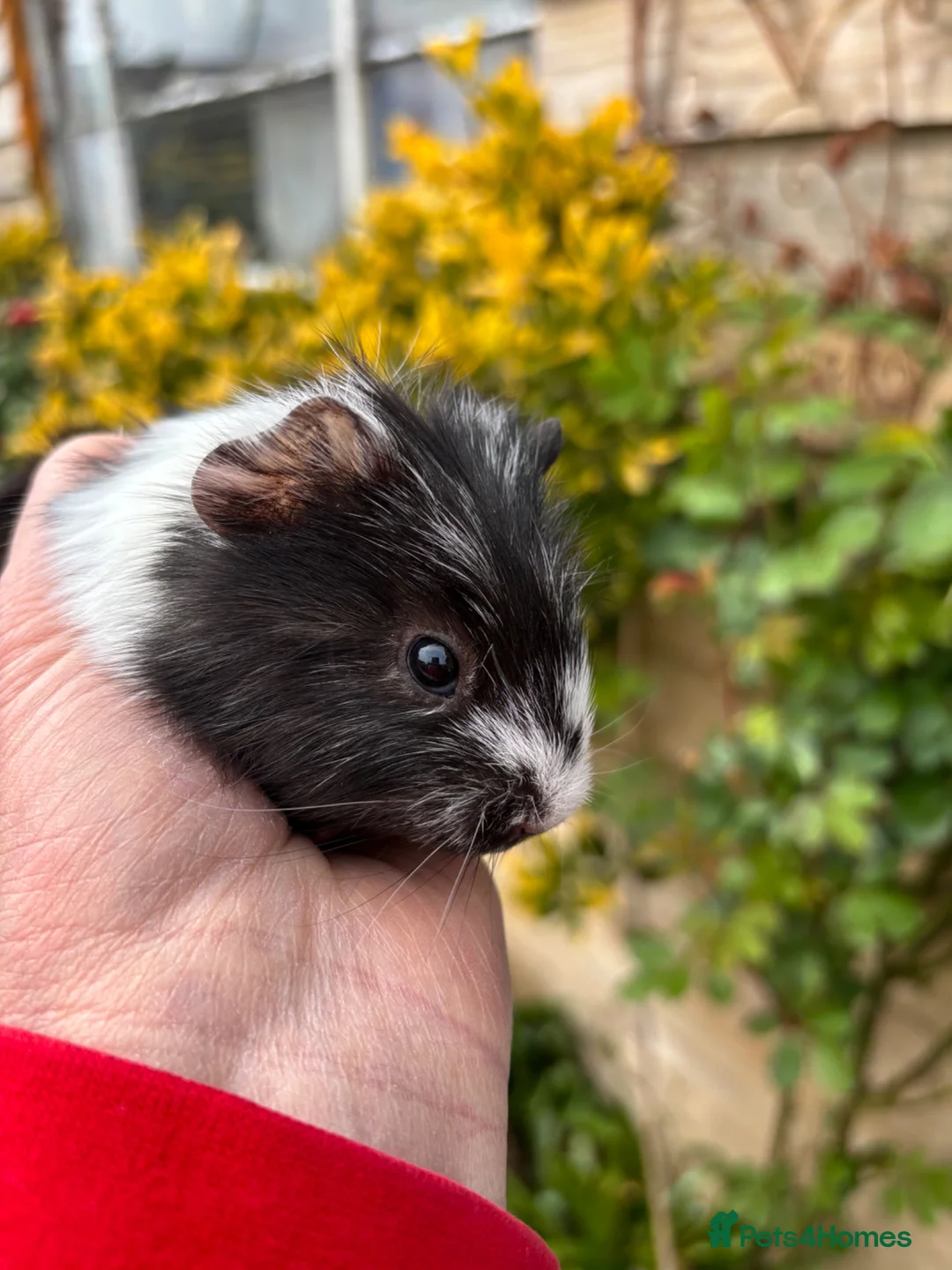 Guinea Pig rodents for sale: Gorgeous baby Guinea pigs - Advert 4