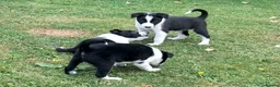 Border Collie dogs for sale: QUALITY BORDER COLLIE PUPPIES CHAMPION LINES in Cardiff - Advert 18
