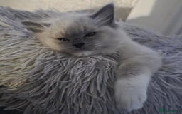 Ragdoll cats for sale: Stunning Ragdolls  - Image 19