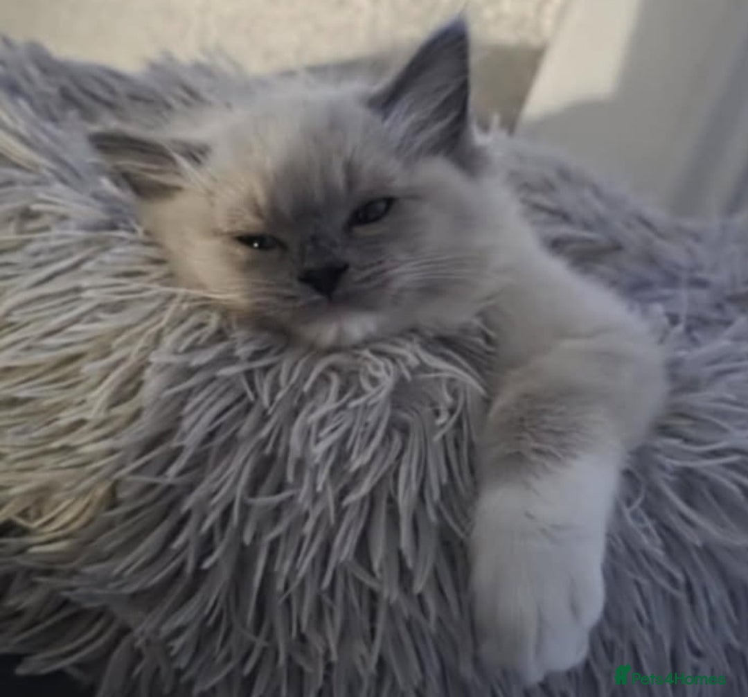 Ragdoll cats for sale: Stunning Ragdolls  - Image 19