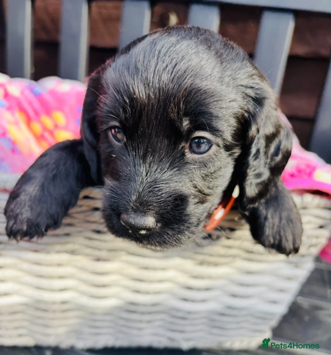 Labradoodle dogs for sale: 🐶 Beautiful Toy Labradoodles for sale 🐶  - Advert 2