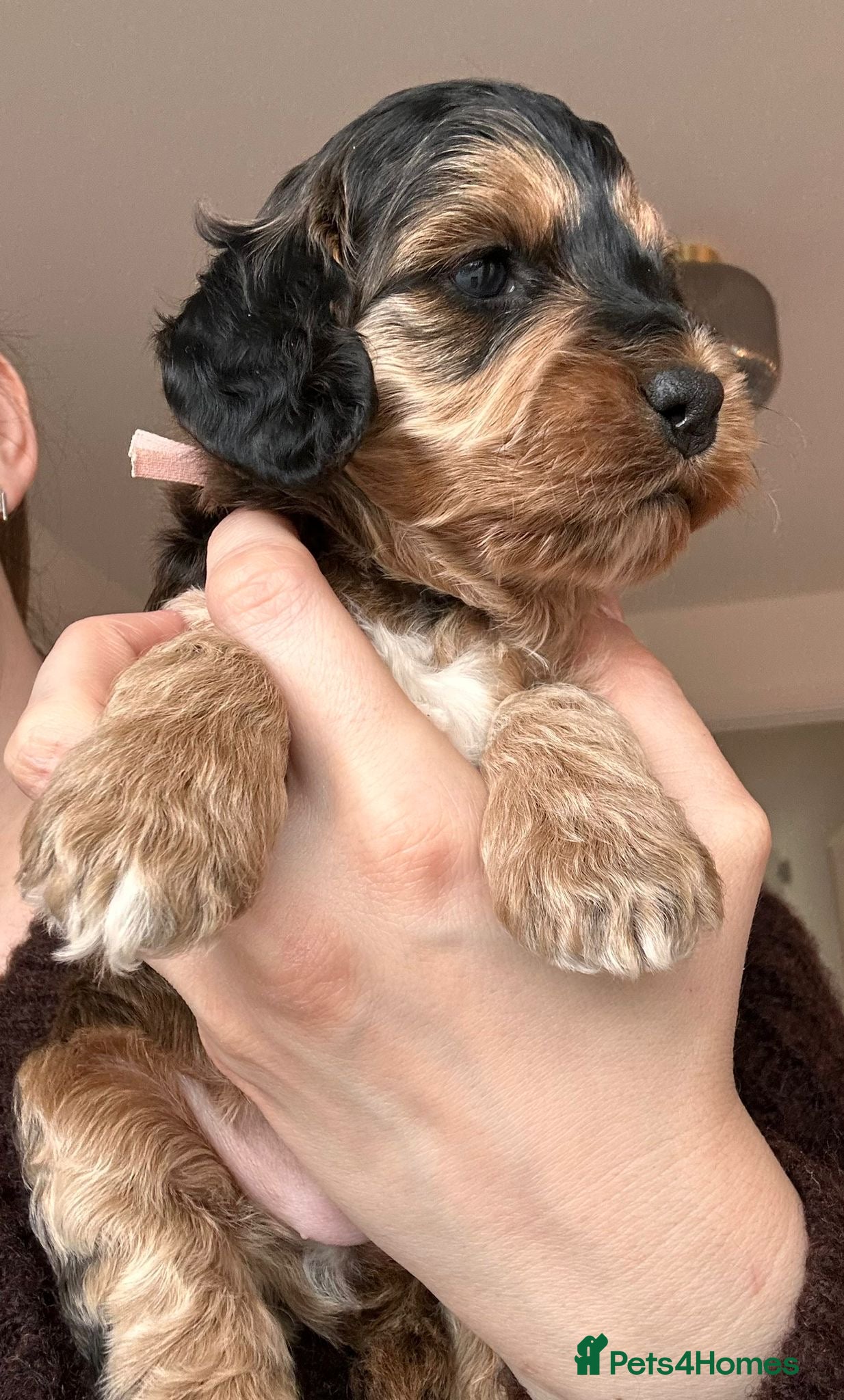 Cockapoo dogs 🌟 Premium F1 Mini Cockapoo Puppies 🌟 - Advert 11