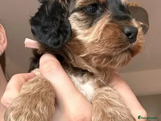 Cockapoo dogs 🌟 Premium F1 Mini Cockapoo Puppies 🌟 - Advert 11