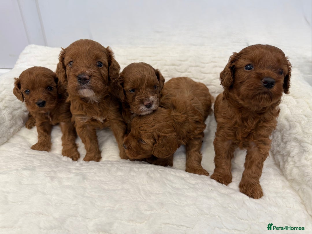 Cavapoo dogs for sale: 7 perfect f1b cavapoo’s. Fully dna & health clear. - Image 8