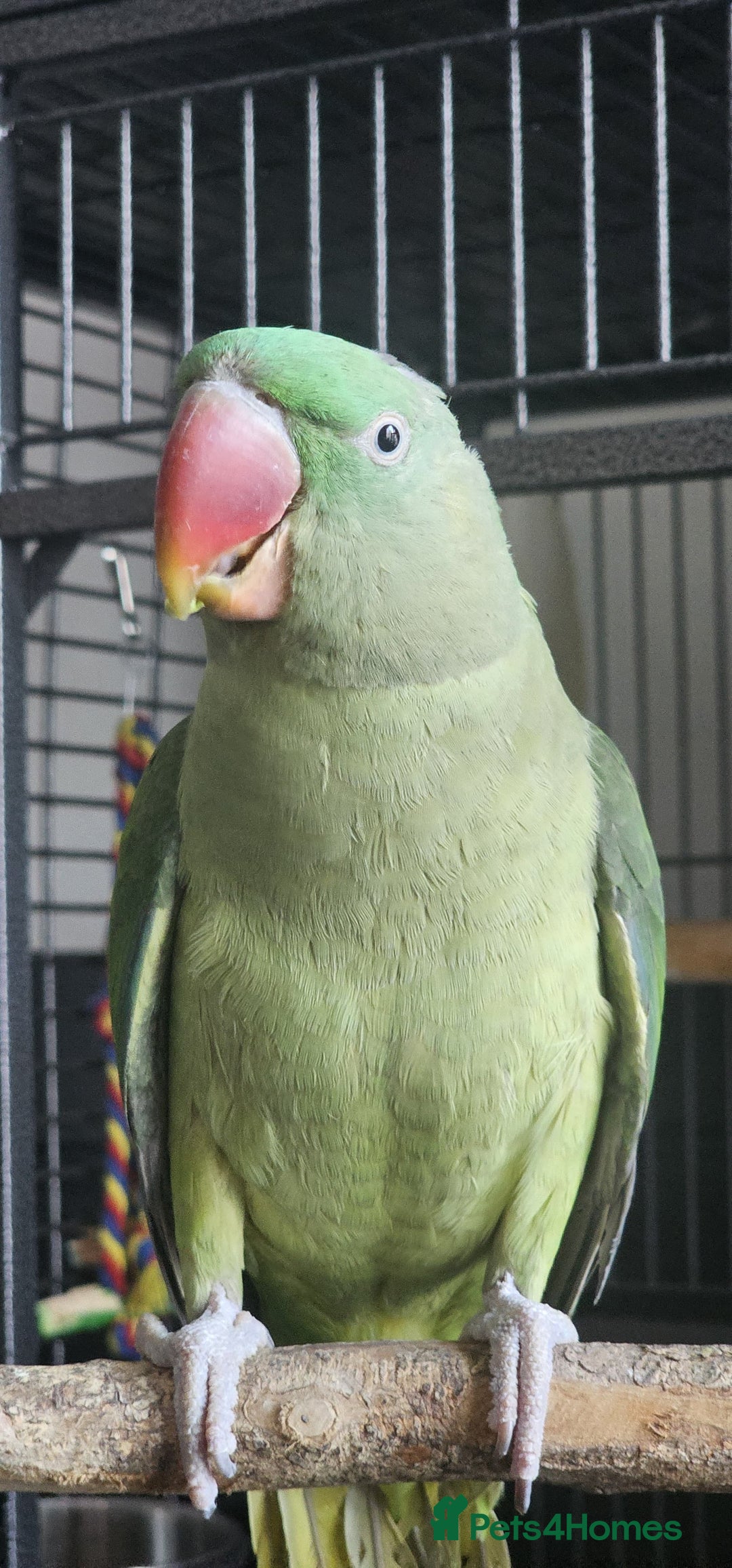 Conures birds for sale: Alexandrian  - Image 7