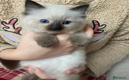 Ragdoll cats for sale: Ragdoll kittens - Advert 7