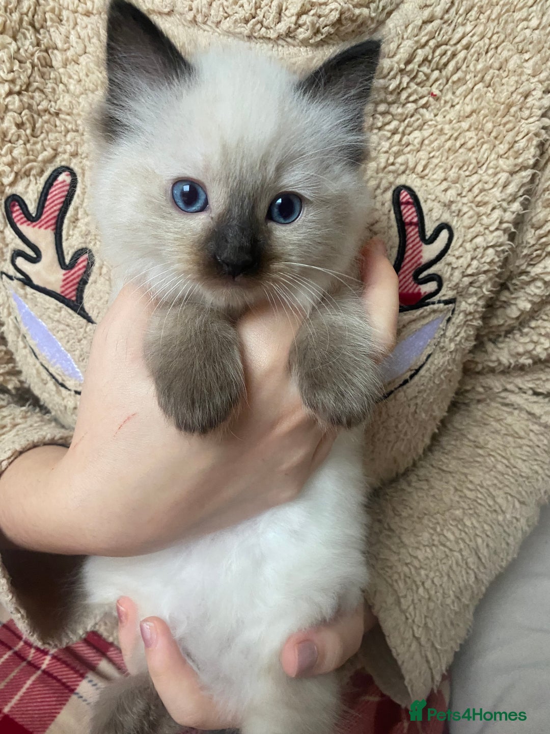 Ragdoll cats for sale: Ragdoll kittens - Advert 7