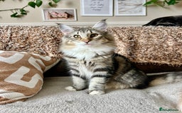 Norwegian Forest Cat cats for sale: Full FIFe pedigree Norwegian Forest Kittens  in Normanton - Image 11