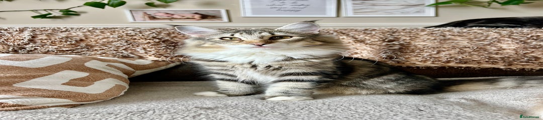 Norwegian Forest Cat Kitten 3