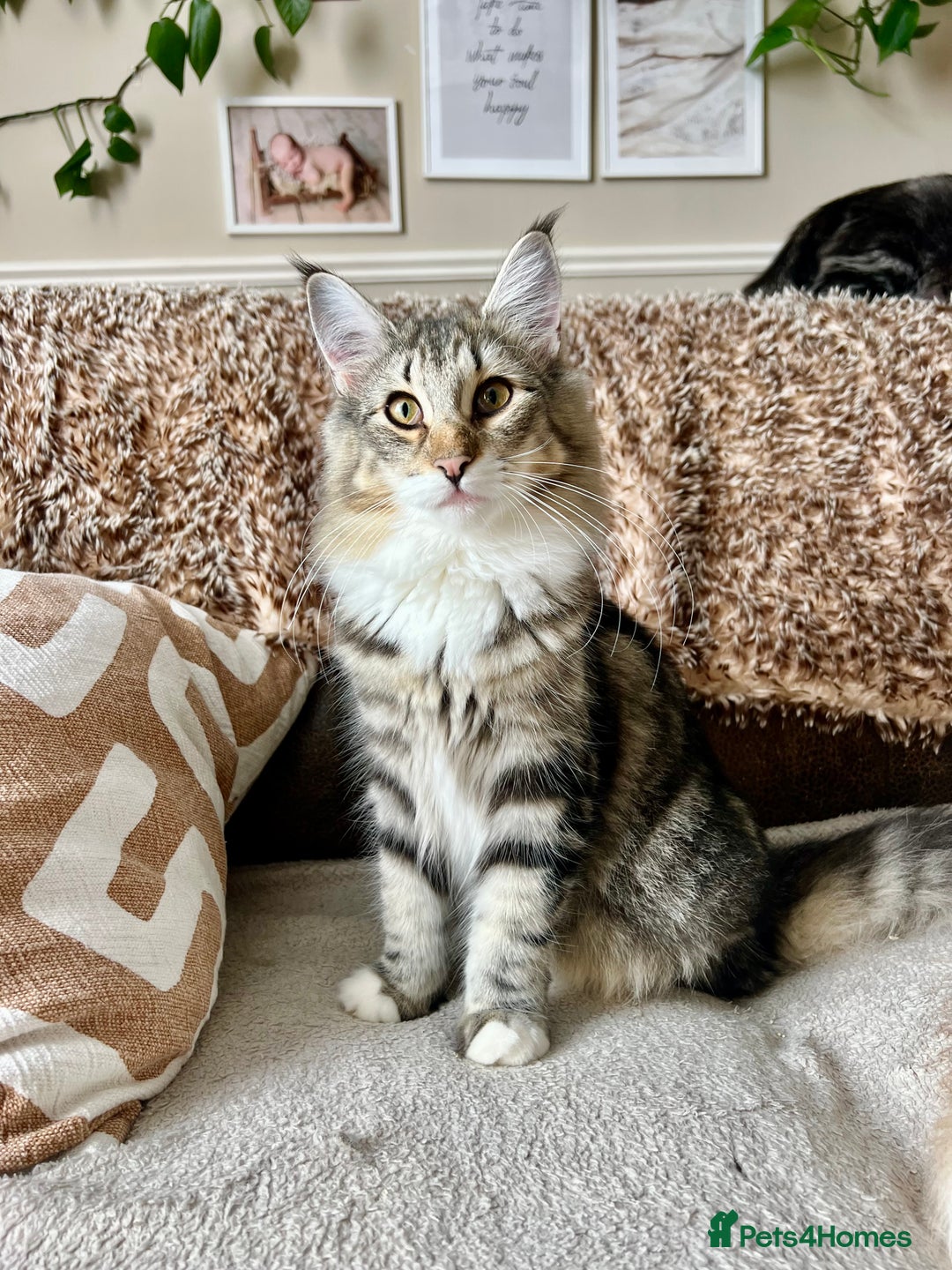 Norwegian Forest Cat cats for sale: Full FIFe pedigree Norwegian Forest Kittens  in Normanton - Image 11