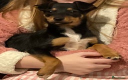 Mixed Breed dogs for sale: SALUKI, COLLIE, WHIPPET  - Advert 2