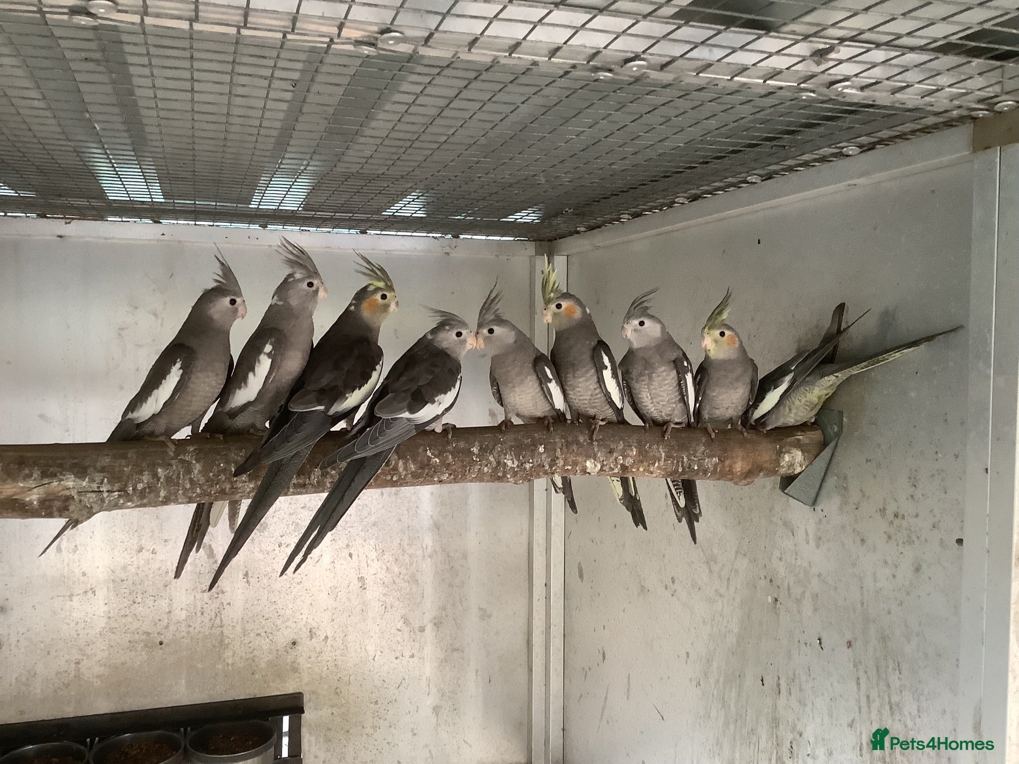Cockatiels birds  2026 Young cockatiels, Plus breeding pair - Advert 21