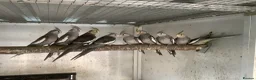 Cockatiels birds for sale:  2026 Young cockatiels, Plus breeding pair - Advert 1