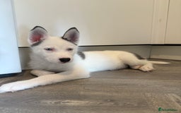 Siberian Husky dogs for sale: Rare Blue-Eyed Piebald Husky Girl, Ready Now - Image 2
