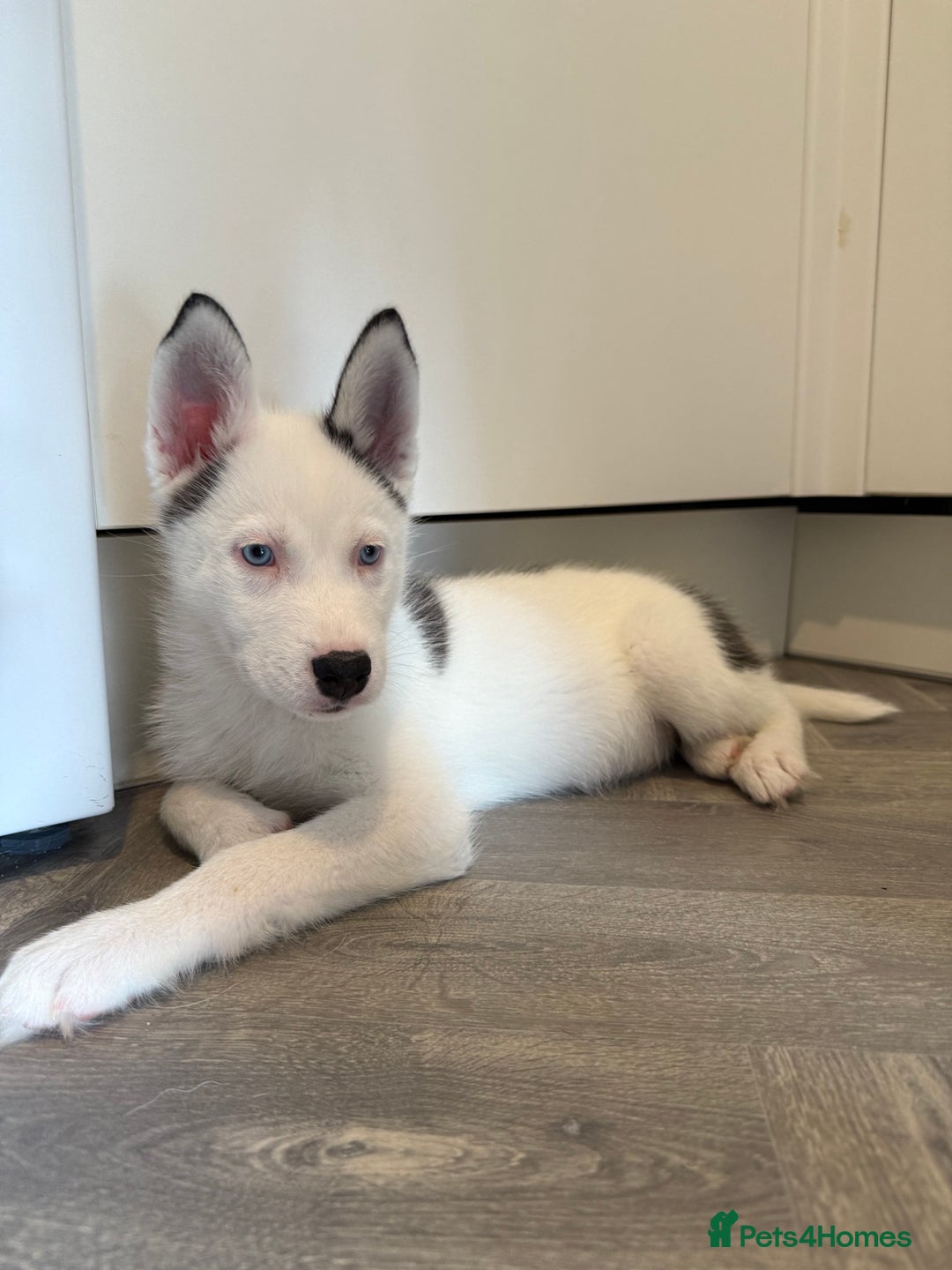 Siberian Husky dogs for sale: Rare Blue-Eyed Piebald Husky Girl, Ready Now - Image 2