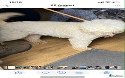 Jackapoo dogs for sale: Beautiful Jackapoos puppies - Advert 37