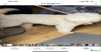 Jackapoo dogs Beautiful Jackapoos puppies - Advert 1