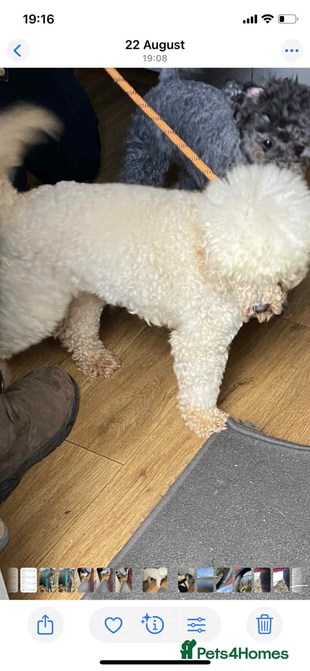 Jackapoo dogs for sale: Beautiful Jackapoos puppies - Advert 37