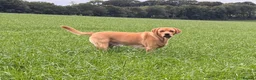Labrador Retriever dogs for sale: Handsome KC Reg Labrador Retriever Adult Male - Advert 3