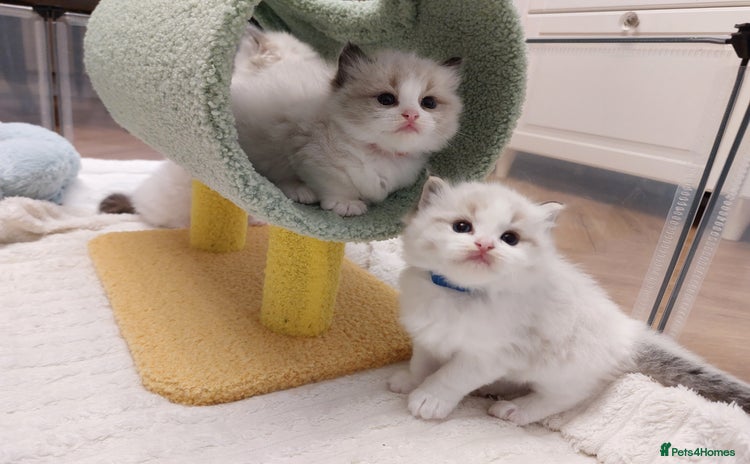 Ragdoll cats Beautiful Ragdoll  kittens raised with ❤️ - Advert 2