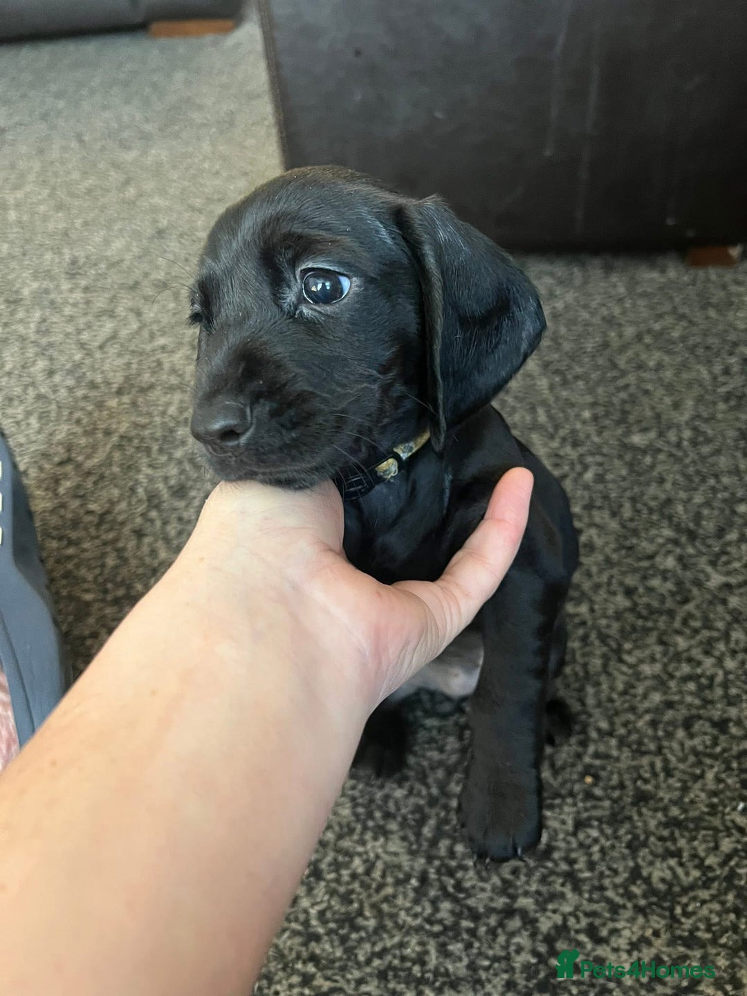 Mixed Breed dogs for sale: Docker Puppies For Sale🐶 - Image 8