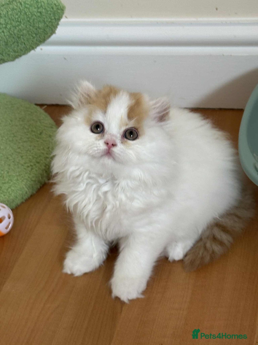 British Shorthair cats for sale: British Shorthair and Longhair kittens - Image 15