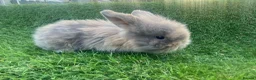 Mini Lion Lop rabbits for sale: Mini Lion Lops for sale  - Advert 8