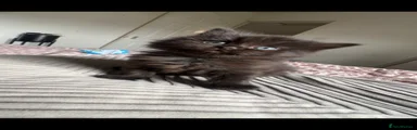 Ragdoll 6