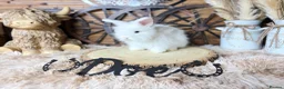Angora rabbits for sale: PURE•PEDIGREE•ANGORAS🤍 - Advert 7
