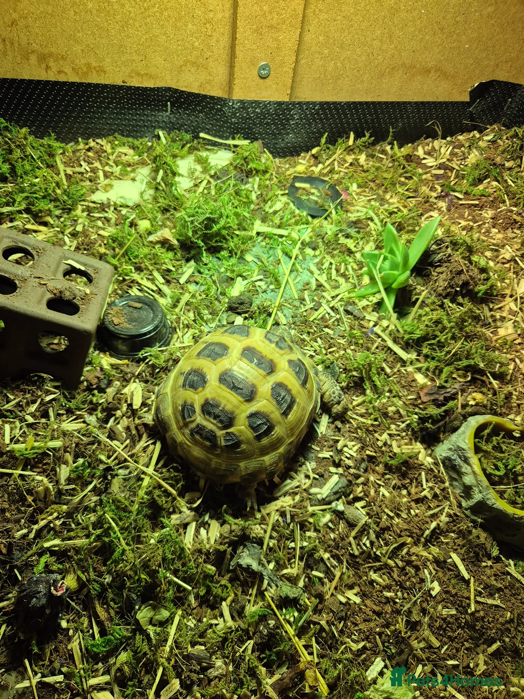 Tortoise reptiles for sale: Horsefield tortoise and enclosure - Advert 8