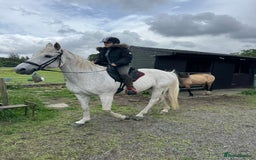 British Warmblood horses for sale: One in a million mare  - Advert 2