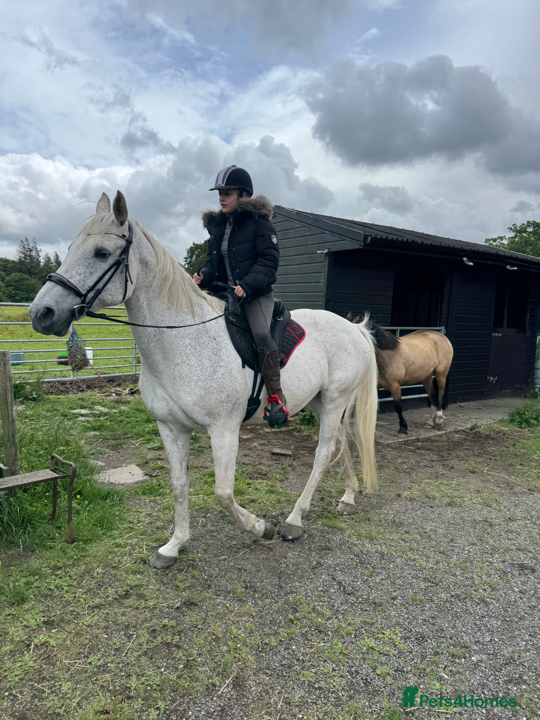 British Warmblood horses for sale: One in a million mare  - Advert 2