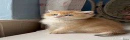 British Shorthair cats for sale: 🌟 Golden kittens. Fluffy happiness for you 🌟 - Advert 5