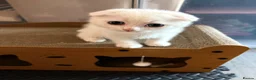 Scottish Fold cats for sale: Beautiful little Fold fur babies.  - Advert 3