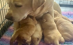 Labrador Retriever dogs for sale: Chunky KC reg Show line Champagnes boys  - Image 10