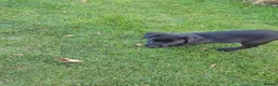 Labrador Retriever dogs for sale: Beautiful litter of labrador pups - Advert 33