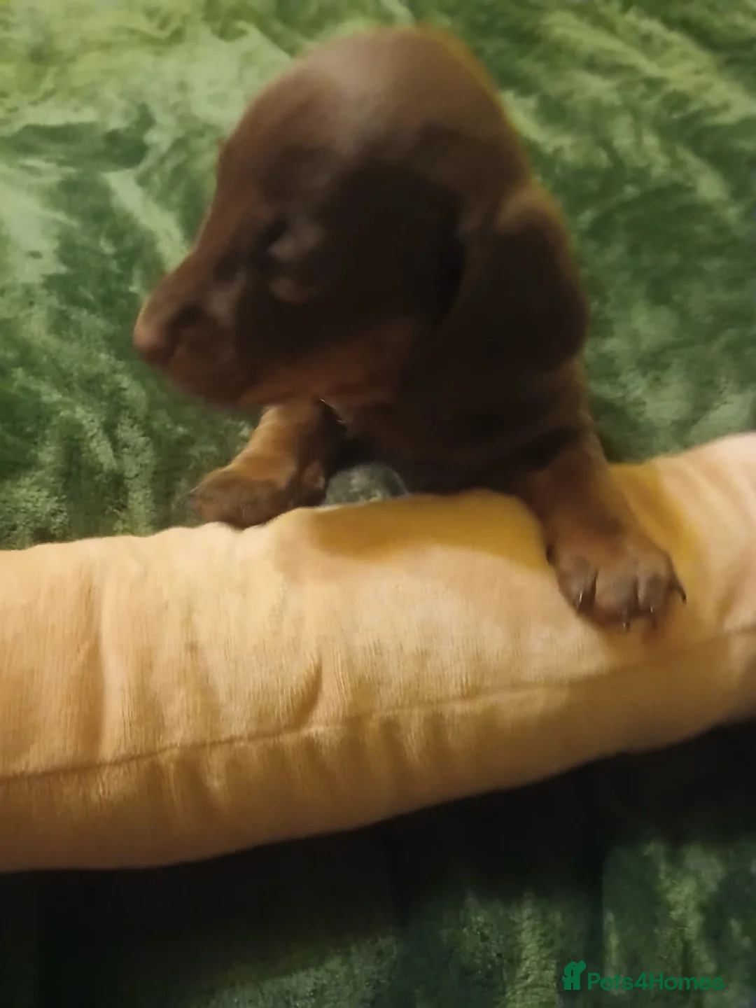 Dachshund dogs for stud: Beautiful long hair Dachshund male for stud - Advert 3