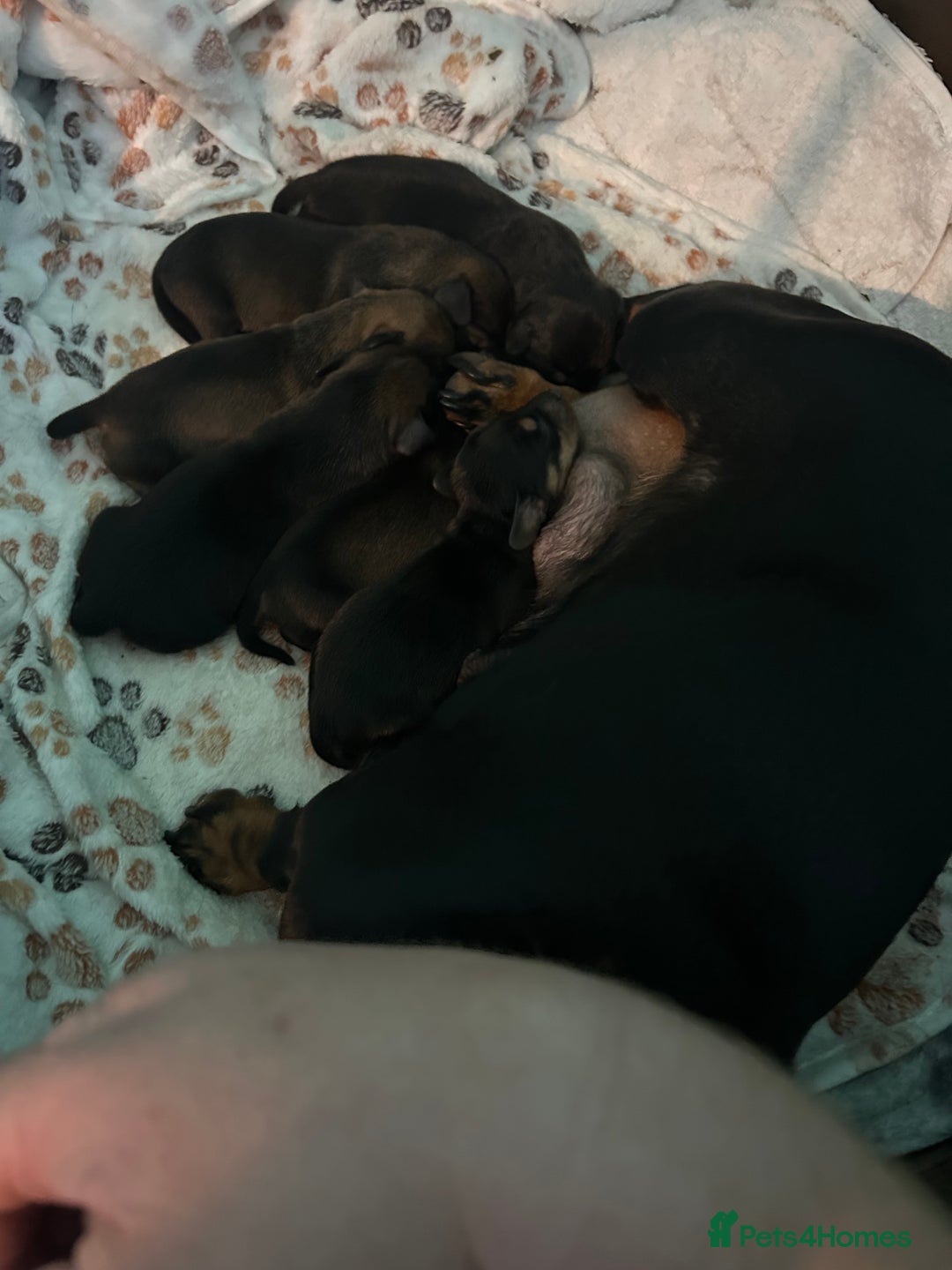 Miniature Dachshund dogs for sale: Miniature daschund puppy’s  - Image 6