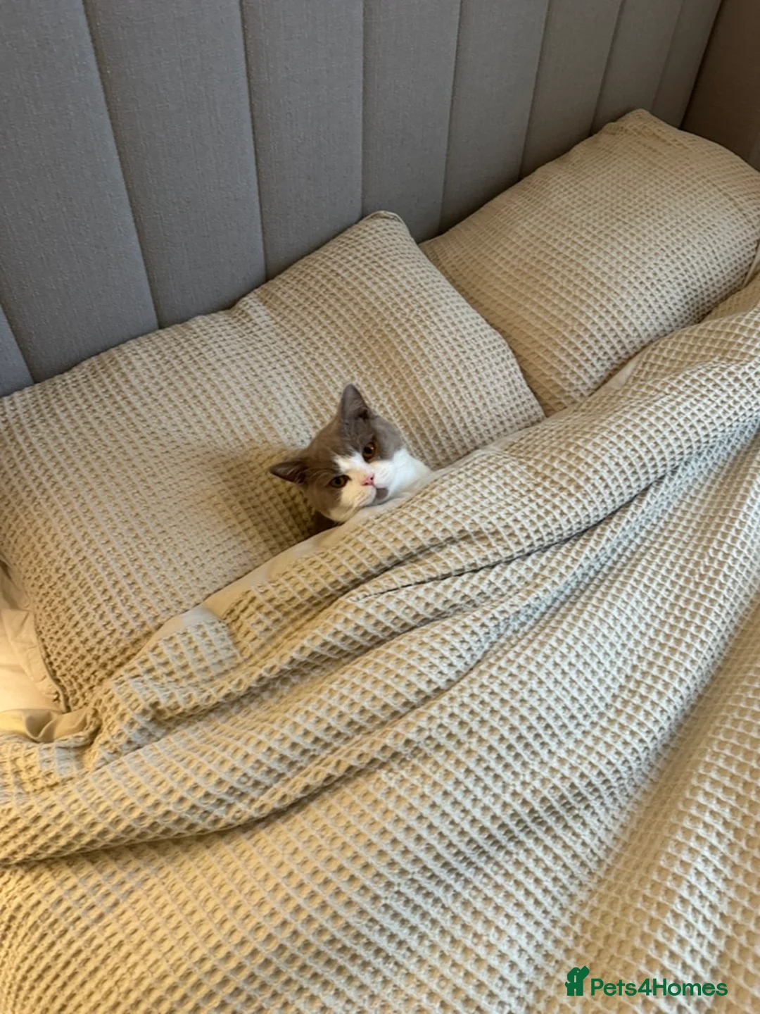 British Shorthair cats for sale: Super Playful Handsome British Shorthair Boy - Advert 3