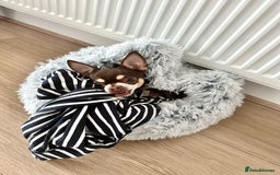 Chihuahua dogs for stud: Mr Samba  - Image 5