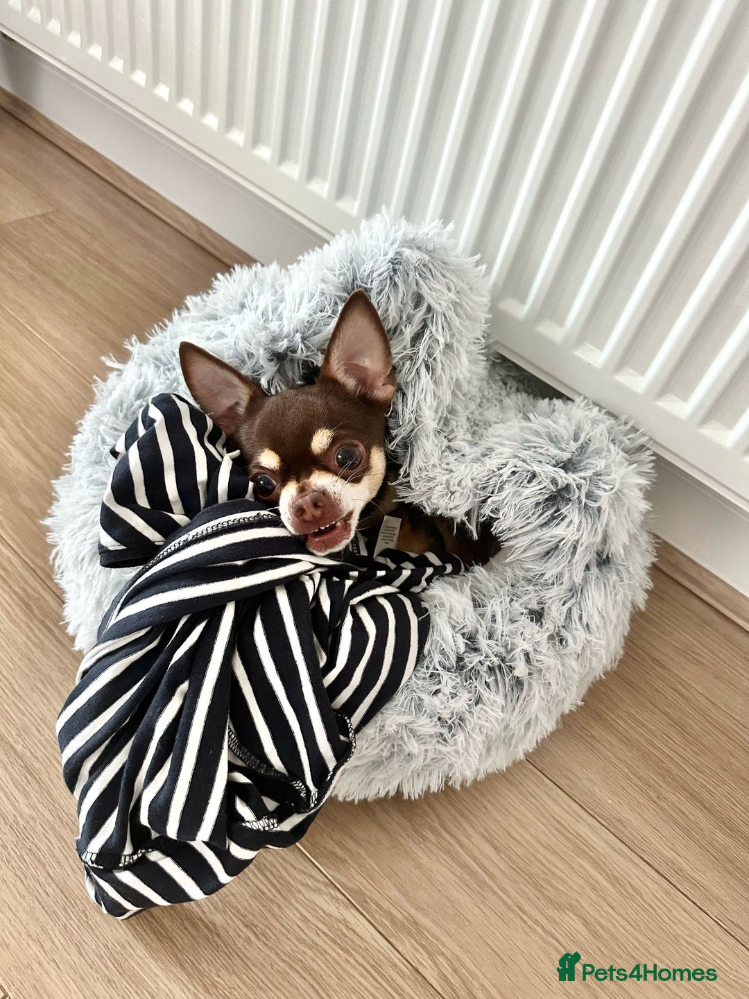 Chihuahua dogs for stud: Mr Samba  - Image 5