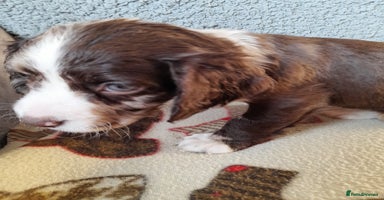 Sprocker dogs - Advert 4
