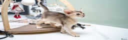 Abyssinian cats for sale: SILVER ABYSSINIAN-Winston-Rare and Exceptional  - Advert 19