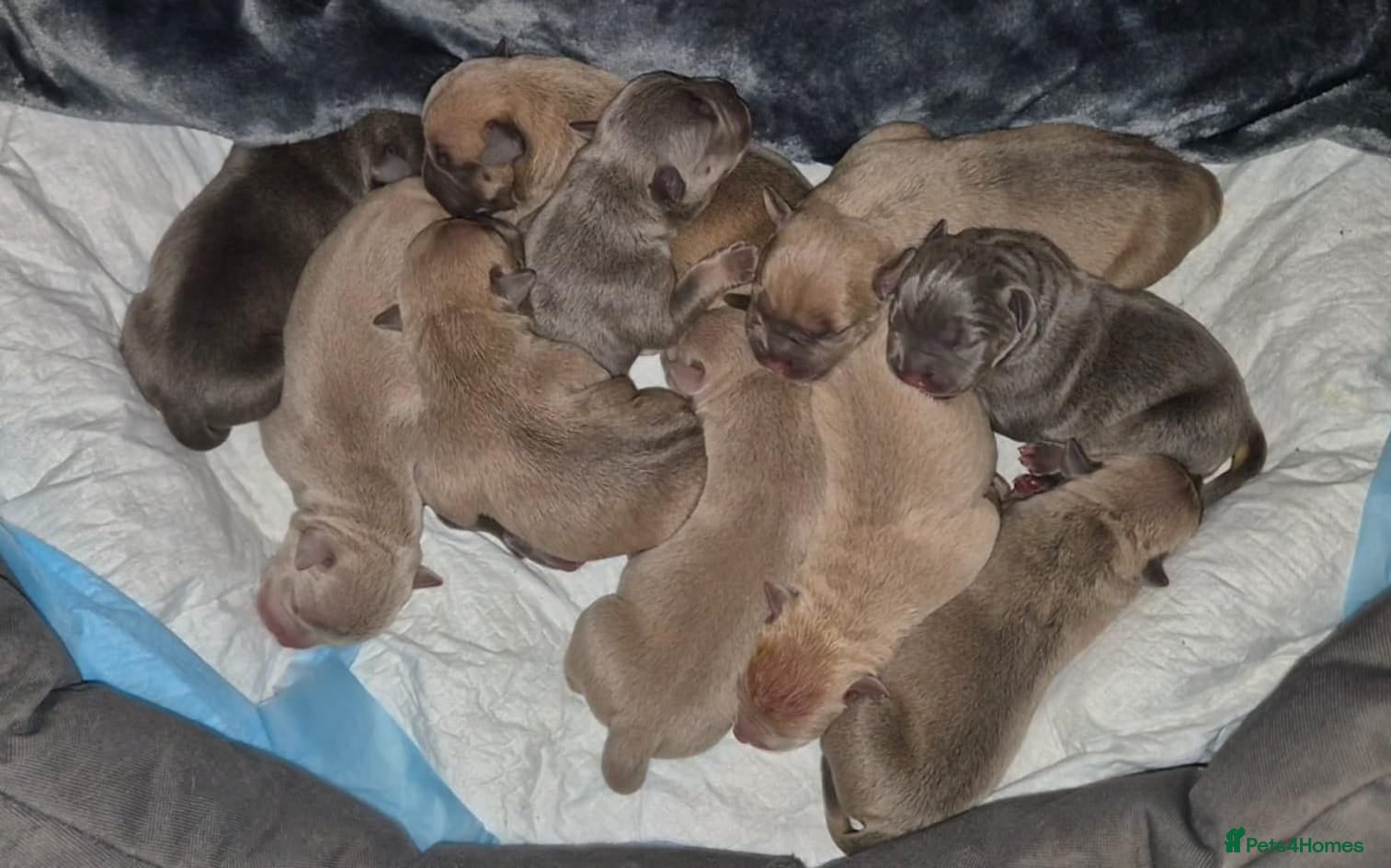 American Bully dogs for sale: American Bully Puppies - Advert 3