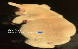 French Bulldog dogs for sale: Gorgeous pied and merle french bulldog puppies🩷💙 - Image 12