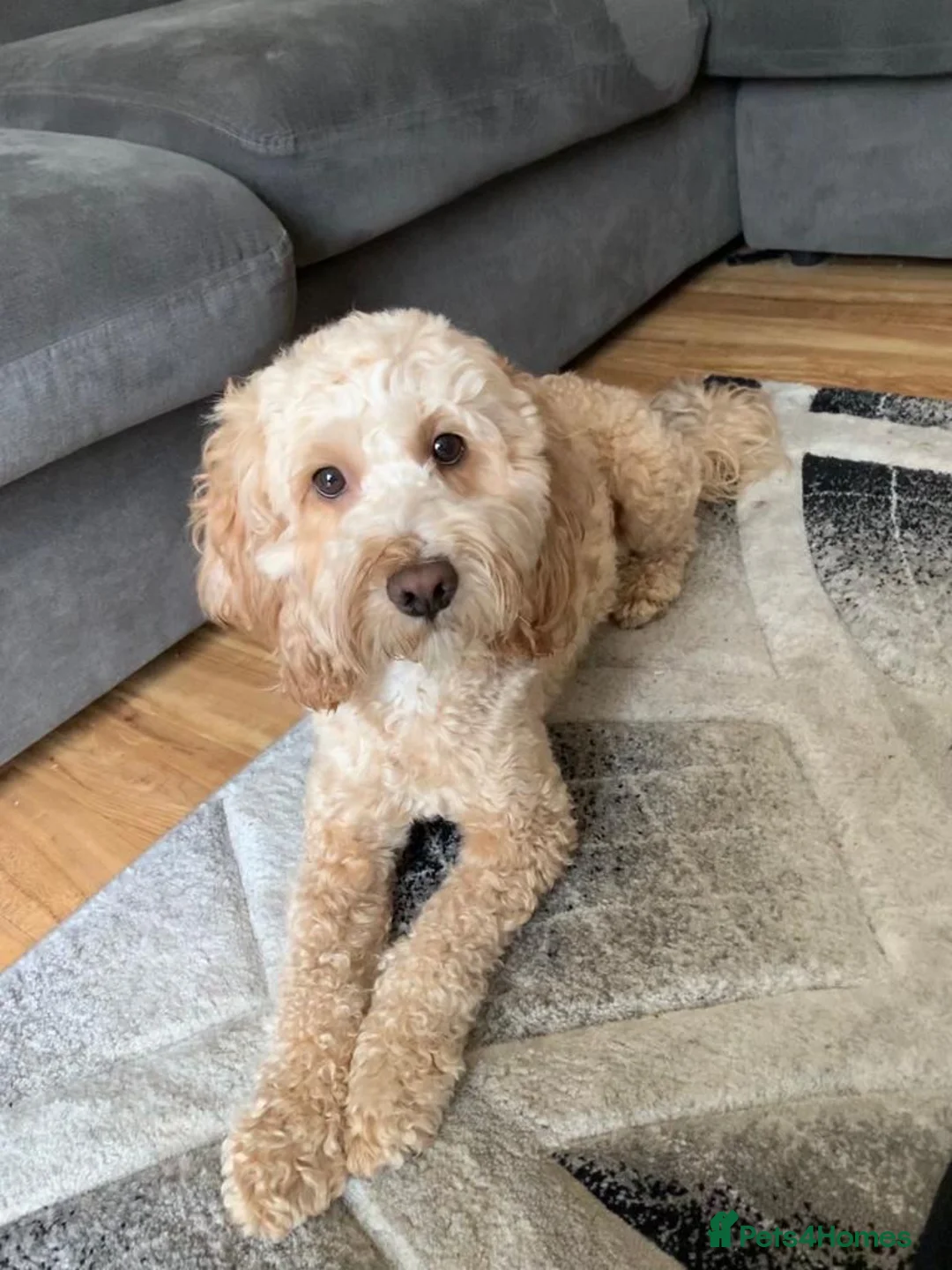 Cockapoo dogs for stud: Proven Health-Tested Cockapoo Stud – Dougie in Southampton - Advert 2